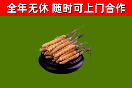 龙文烟酒回收冬虫夏草.jpg